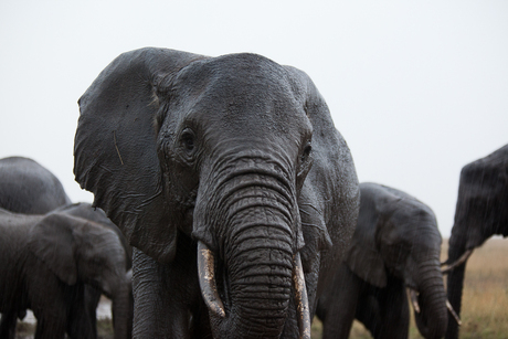 Tanzania - Serengeti 2011