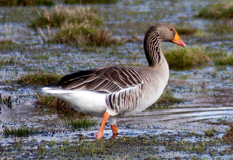 Moeder de Gans