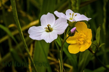 160523 Pinkster- en boterbloem. Den Ham-0177