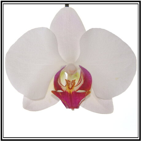 phalaenopsis orchidee