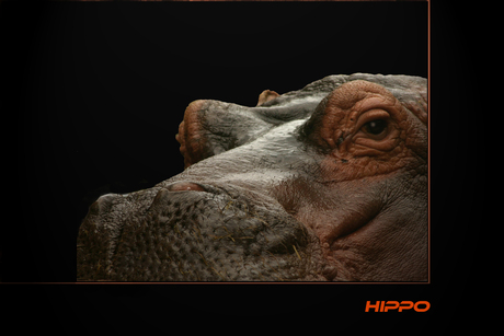 HIPPO MACRO