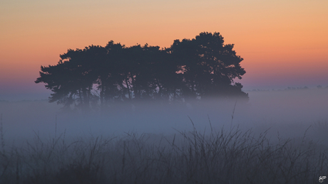 een moment in de mist!