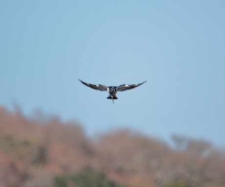 Bonte ijsvogel op jacht