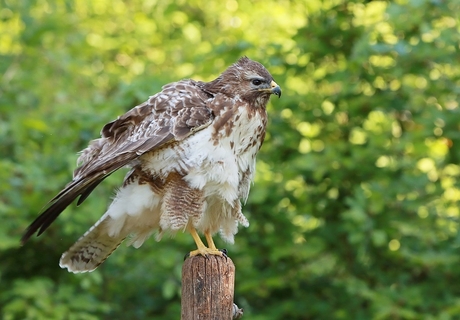 Buizerd