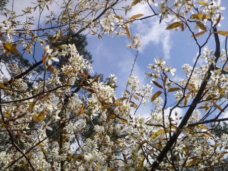 Blossom Blue Sky