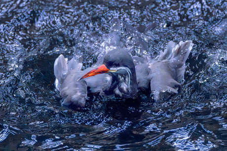 Tijd om te badderen.