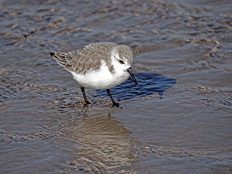 Drieteenstrandloper