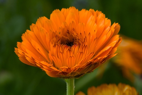 Goudsbloem