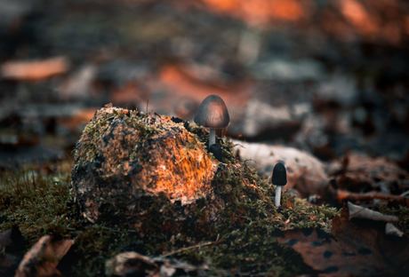 Gezellig op een boomstam