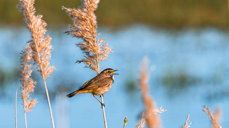 Blauwborstje zingend in het riet
