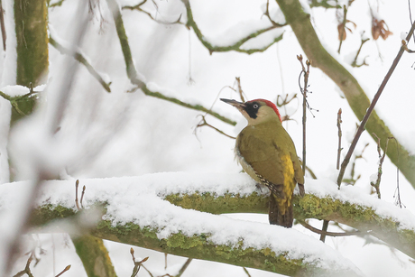 Groene Specht 
