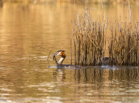 fuut met nest materiaal