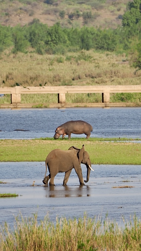 Little 2 van de big 5