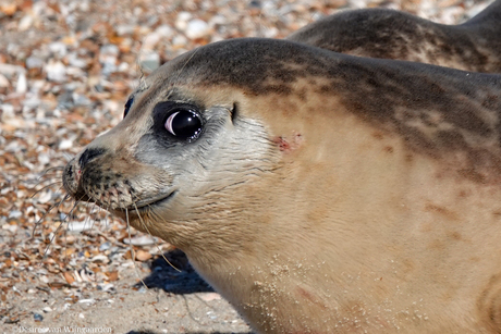 Zeehonden vrijlating door stichting A Seal Stellendam