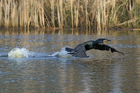 Aalscholver