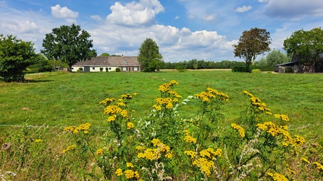 Zomers landschap