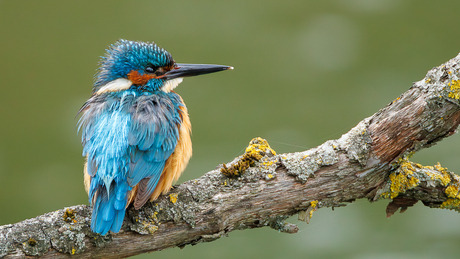 ijsvogel