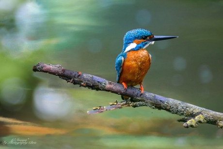 IJsvogel / Kingfisher