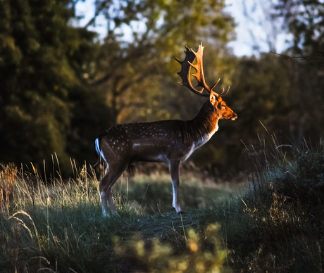 Hert in amsterdamsewaterleidingduinen