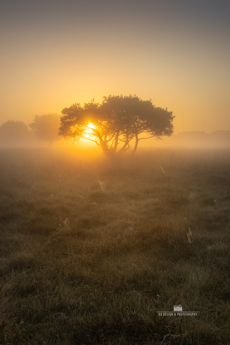 Glowing tree