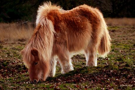 Shetlandpony in de lente zon