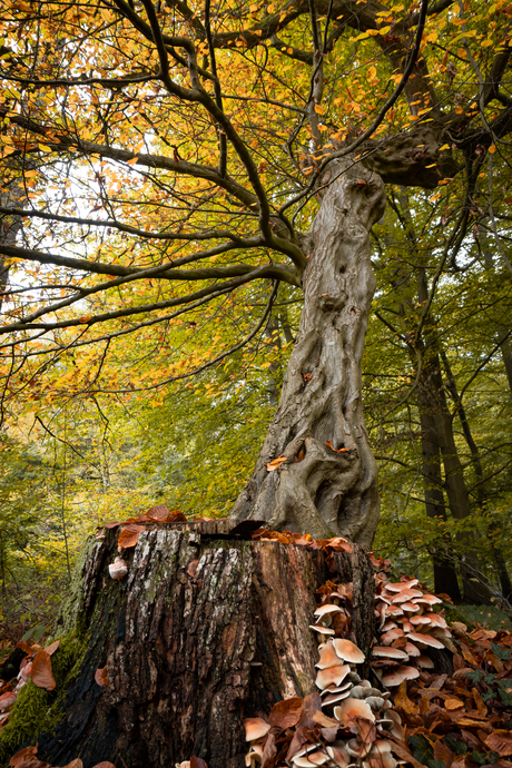 Gevlochten boom