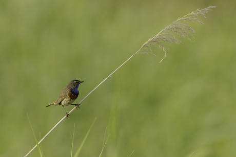 Blauwborst