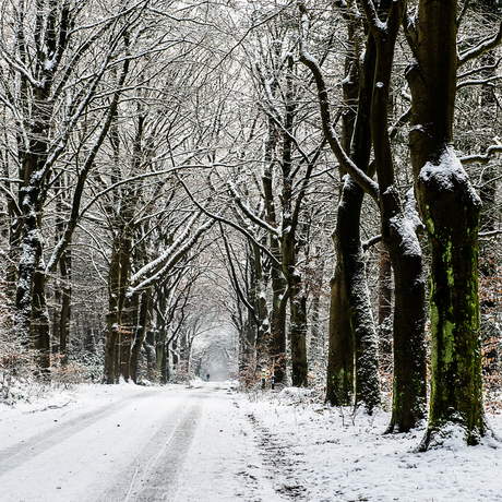 winter in Heumensoord