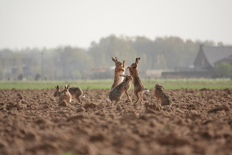 De rammeltijd is nog steeds bezig!