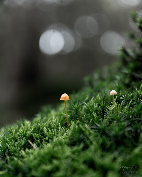 Eenzame paddenstoelen