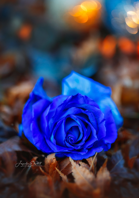 Stillness in blue ...