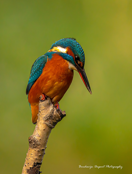 'Kingfisher'