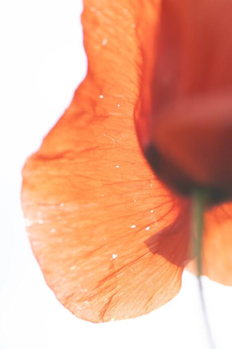 Sweet summer, papaver