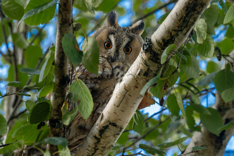 (J)oehoe, het is herfst. 
