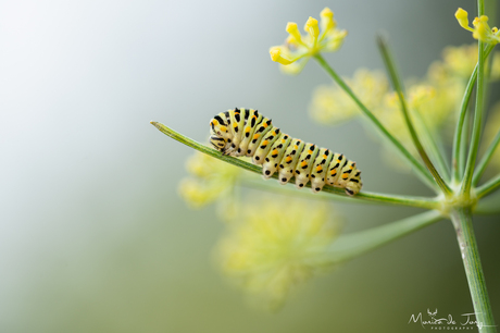 Rups koninginnepage 