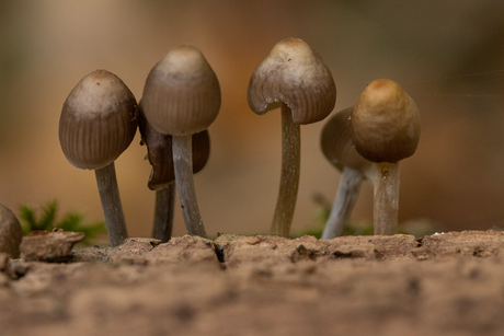 Paddenstoeltjes
