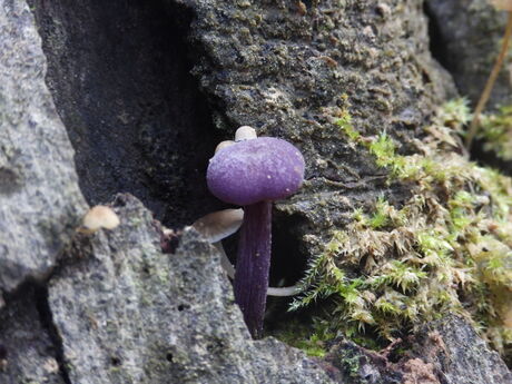 Bijzondere paddestoel ?
