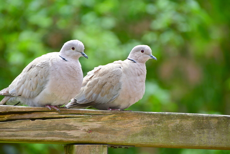 TWEE KLEINE KLEUTERTJES