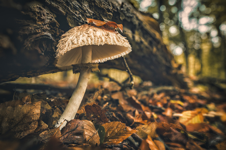 Herfst in het Speulderbos.