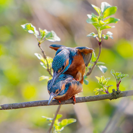 ijsvogel parings ritueel 