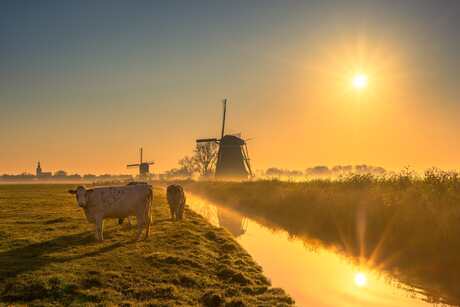 Hoe Hollands wil je het hebben?