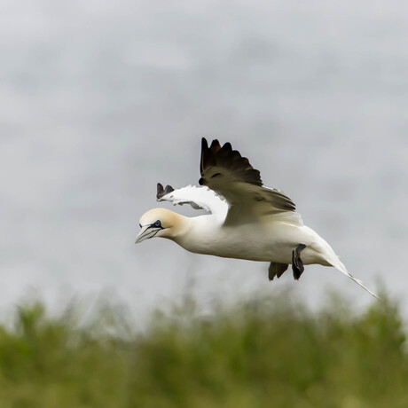 Bass Goose ofwel Jan van Gent