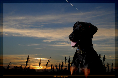 Senna bij zonsondergang