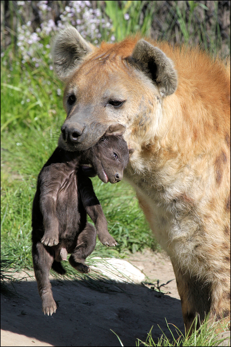 Gevlekte Hyena met jong