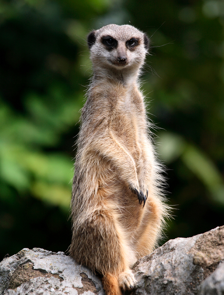 stokstaartje in artis