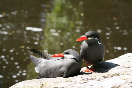 Vogeltjes