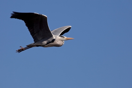 Reiger in vlucht