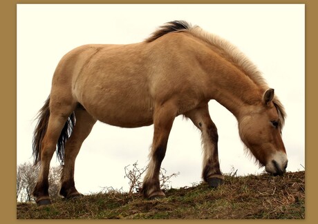 fjord in het wild..