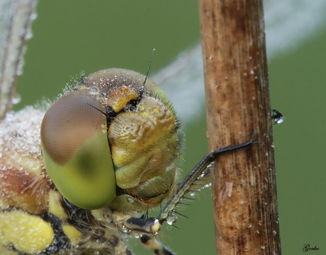 close up bruinrode heidelibel