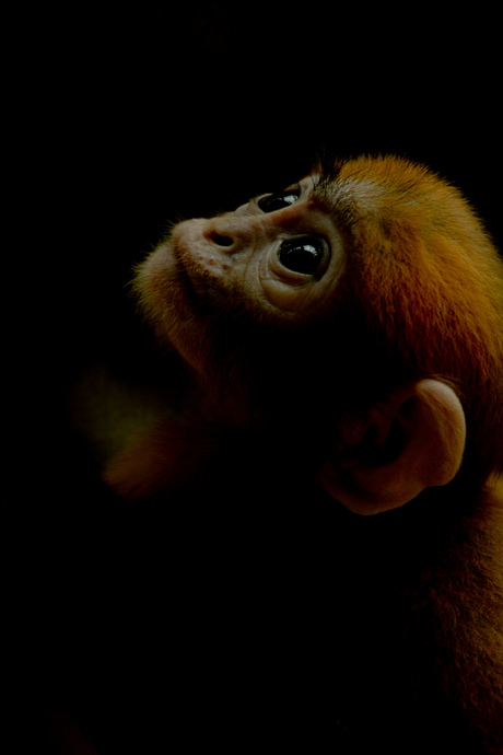 Pas geboren aapje in Burgers Zoo